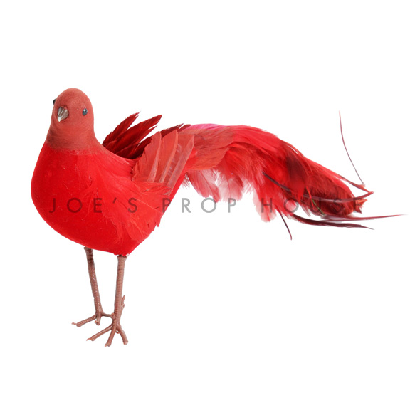 Oiseau Rouge