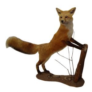 Fox Taxidermy